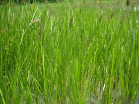 រូបលេខ១