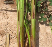 រូបលេខ៥