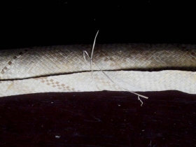រូបលេខ១១