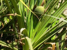 រូបលេខ១