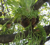 រូបលេខ៤