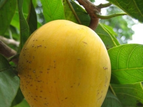 រូបលេខ៧