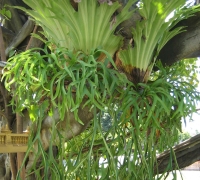 រូបលេខ៥