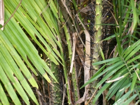 រូបលេខ២