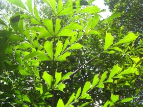 រូបលេខ២