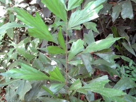 រូបលេខ៣