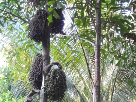 រូបលេខ១