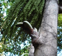 រូបលេខ១១