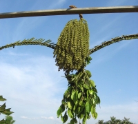រូបលេខ១០