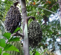 រូបលេខ៩