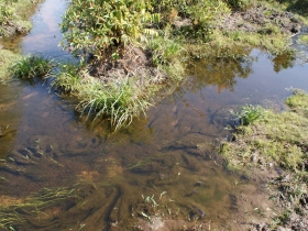 រូបលេខ២