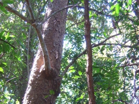 រូបលេខ២