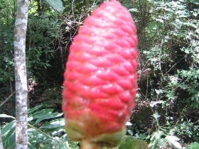 រូបលេខ១