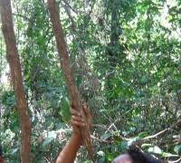រូបលេខ៥