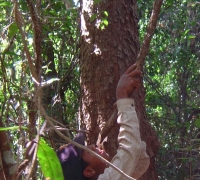 រូបលេខ៤