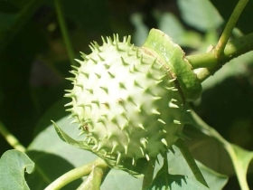 រូបលេខ៤