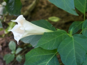 រូបលេខ២