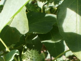 រូបលេខ៣