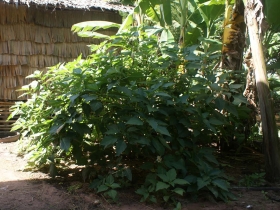 រូបលេខ១