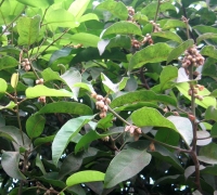 រូបលេខ៥