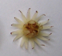 រូបលេខ៦