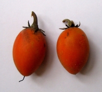 រូបលេខ៤
