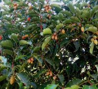 រូបលេខ២