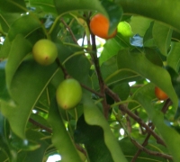 រូបលេខ៣