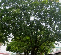 រូបលេខ១