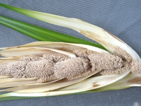 រូបលេខ៥