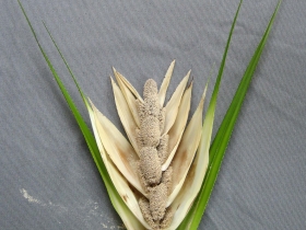 រូបលេខ៤