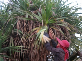 រូបលេខ២
