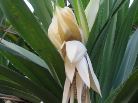 រូបលេខ១