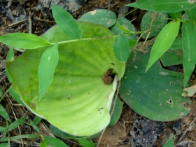 រូបលេខ៤