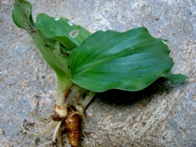 រូបលេខ២
