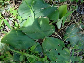រូបលេខ៣