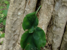 រូបលេខ៨