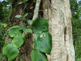 រូបលេខ៧