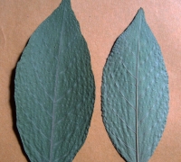 រូបលេខ៦