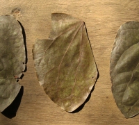 រូបលេខ១០