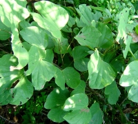 រូបលេខ៨