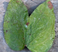 រូបលេខ៩