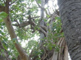 រូបលេខ៥