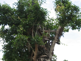 រូបលេខ២