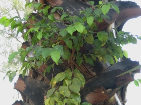 រូបលេខ១