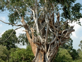 រូបលេខ៨