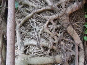 រូបលេខ៧