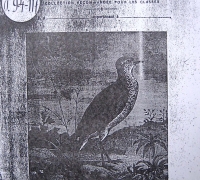 រូបលេខ១