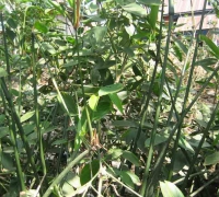 រូបលេខ១៥