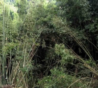 រូបលេខ១៨